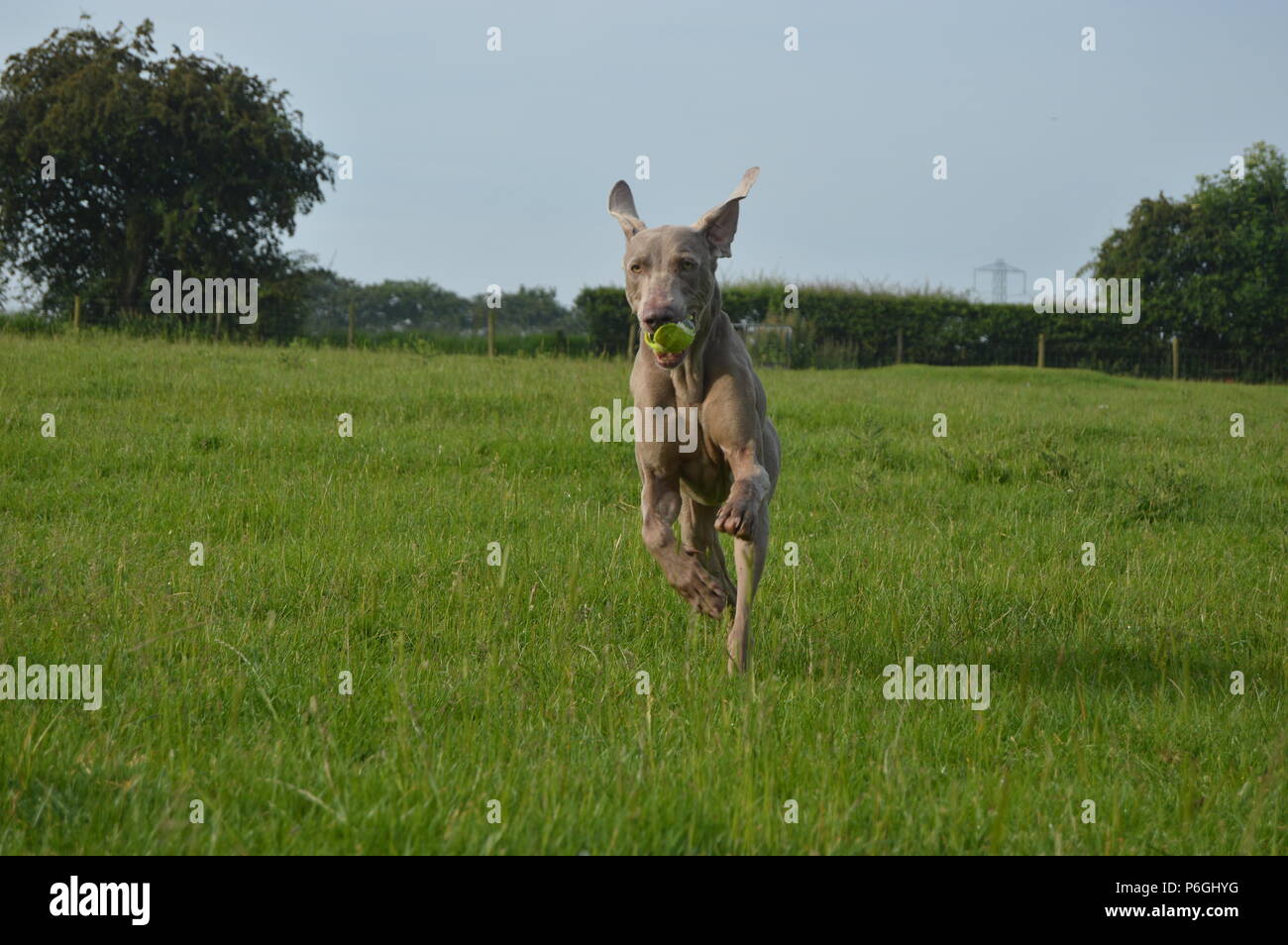 Braque de courir avec balle de tennis jouer fetch Banque D'Images