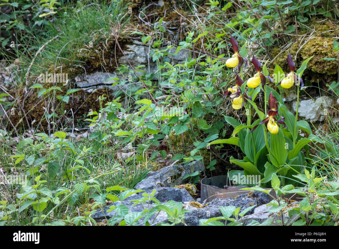 Introduit Lady's Slipper Orchid (Cypripedium calceolus), Cumbria, Angleterre Banque D'Images