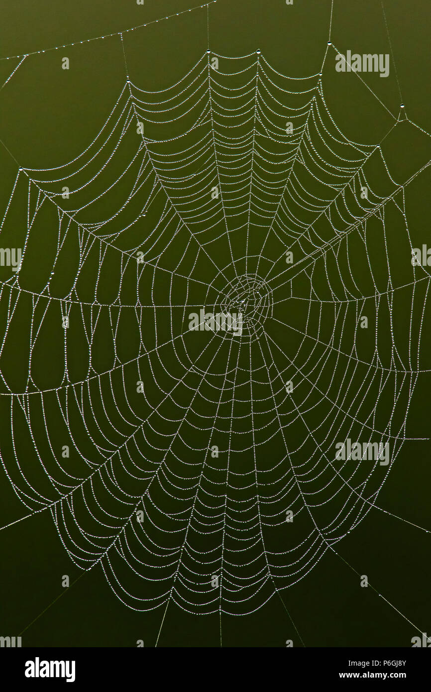 Spider's Web couvert de rosée matinale, Cambridgeshire, Angleterre Banque D'Images