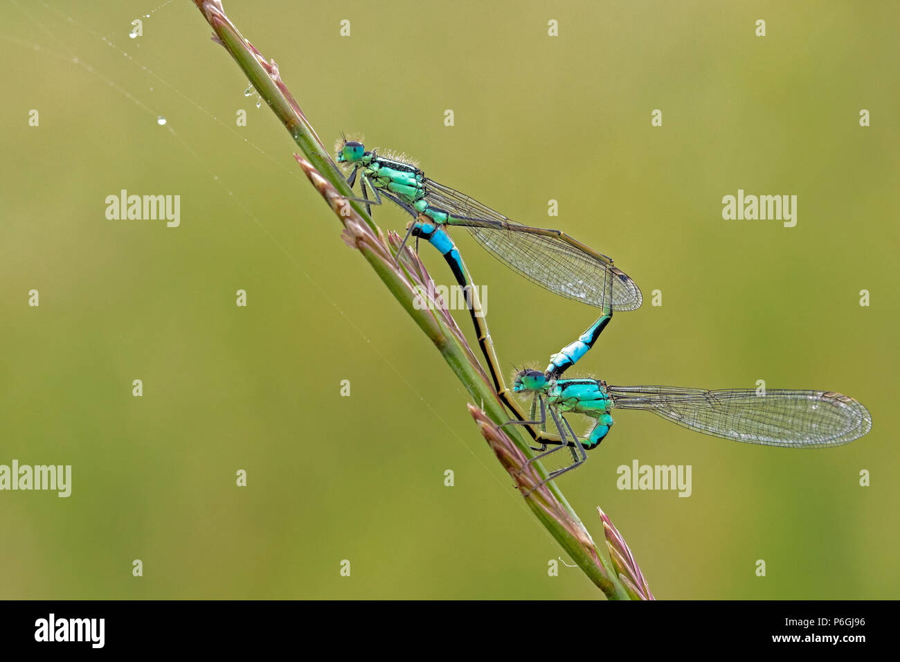 Paire de l'accouplement de demoiselles à queue bleue (Ischnura elegans), Cambridgeshire, Angleterre Banque D'Images