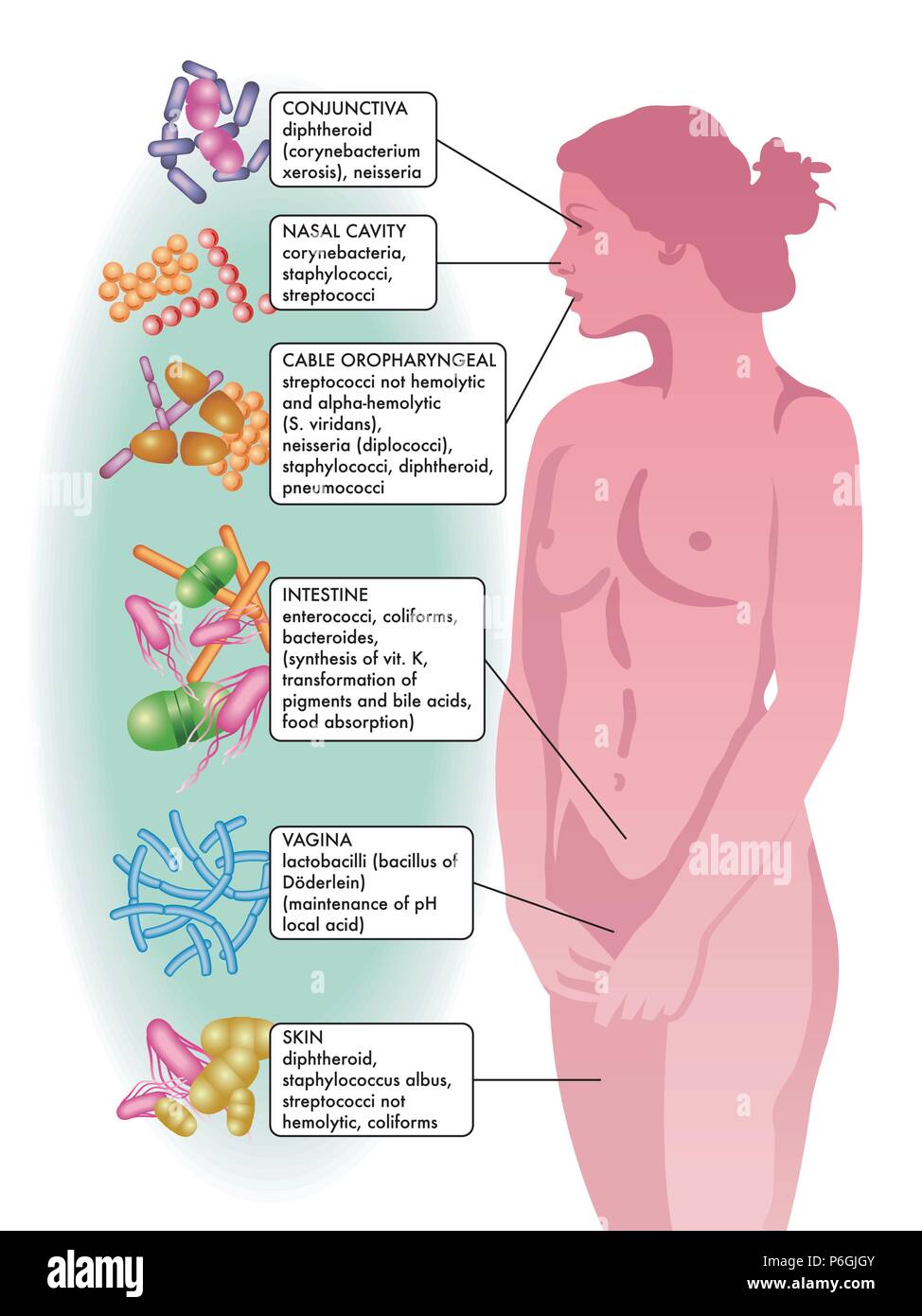 Vector illustration médicale de l'emplacement de la flore bactérienne dans le corps d'une femme Illustration de Vecteur