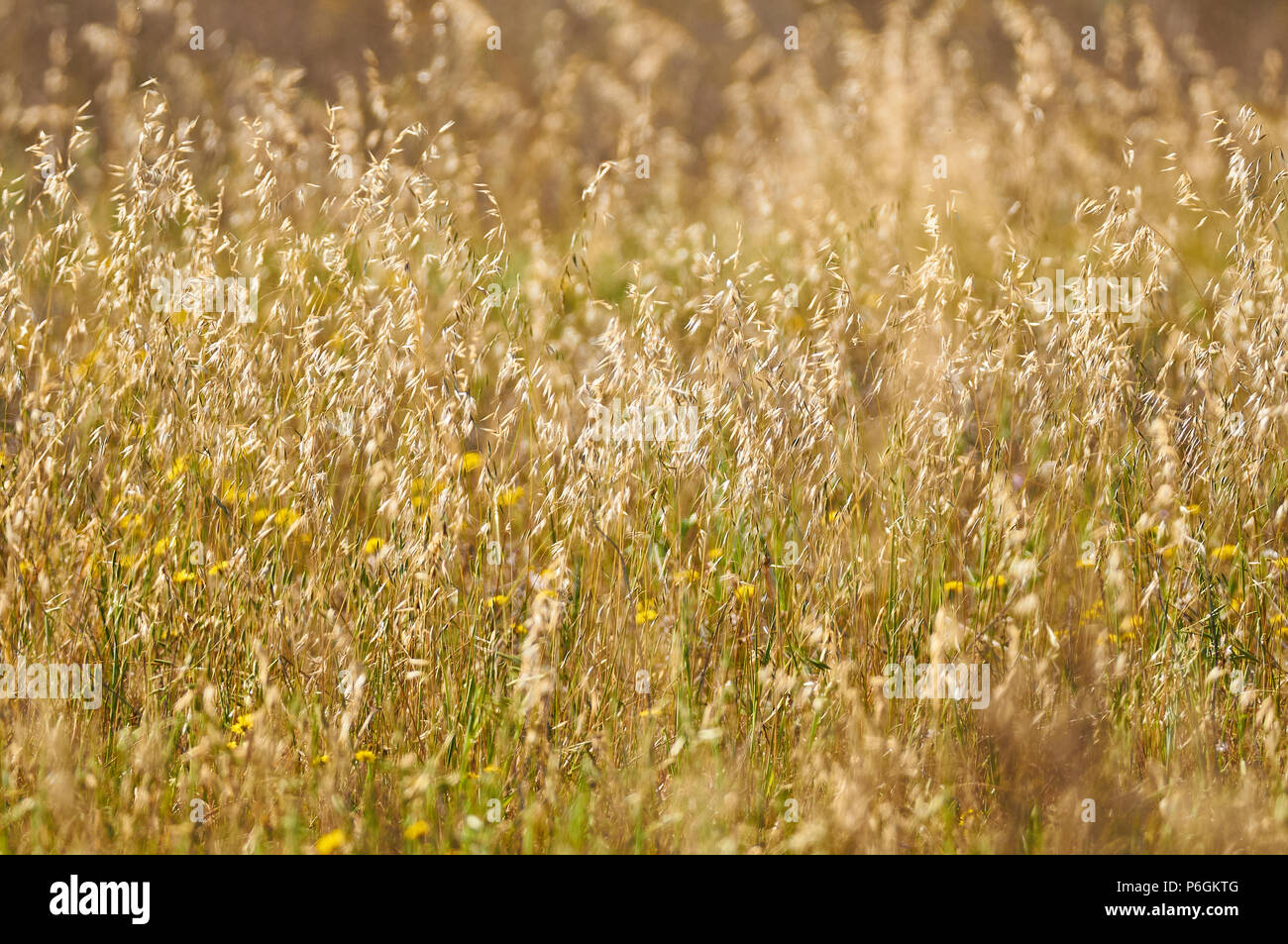 L'herbe folle avoine (Avena sp.) terrain avec fleurs dans pouvez Marroig immobiliers publics dans le Parc Naturel de Ses Salines (Formentera, Iles Baléares, Espagne) Banque D'Images