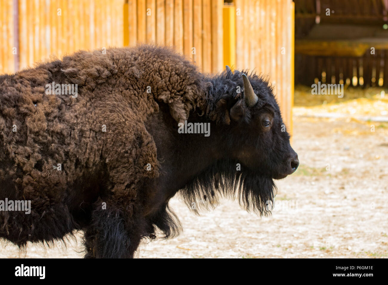 Portrait en gros de bisons sauvages vu de profil. Banque D'Images