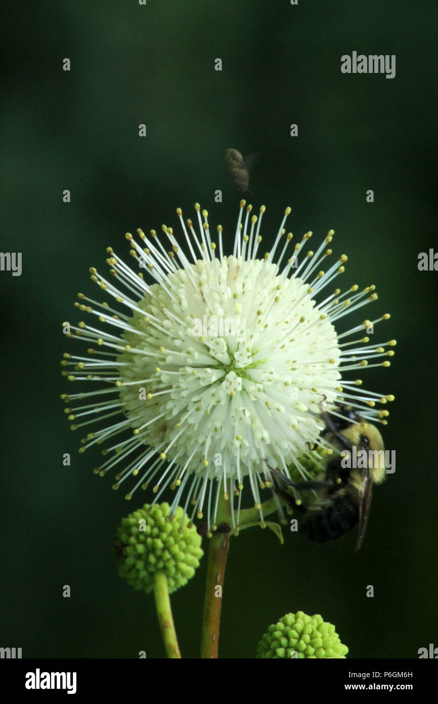 Close up of céphalanthe occidental flower Banque D'Images