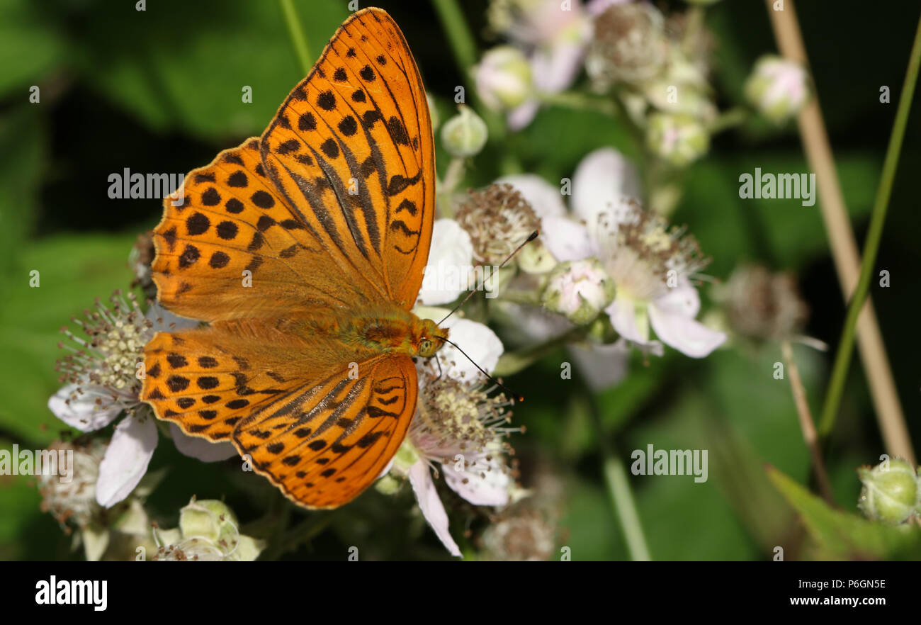 Un superbe papillon argenté lavé fritillary (Argynnis paphia) nectar sur un terminal blackberry fleur en bois. Banque D'Images