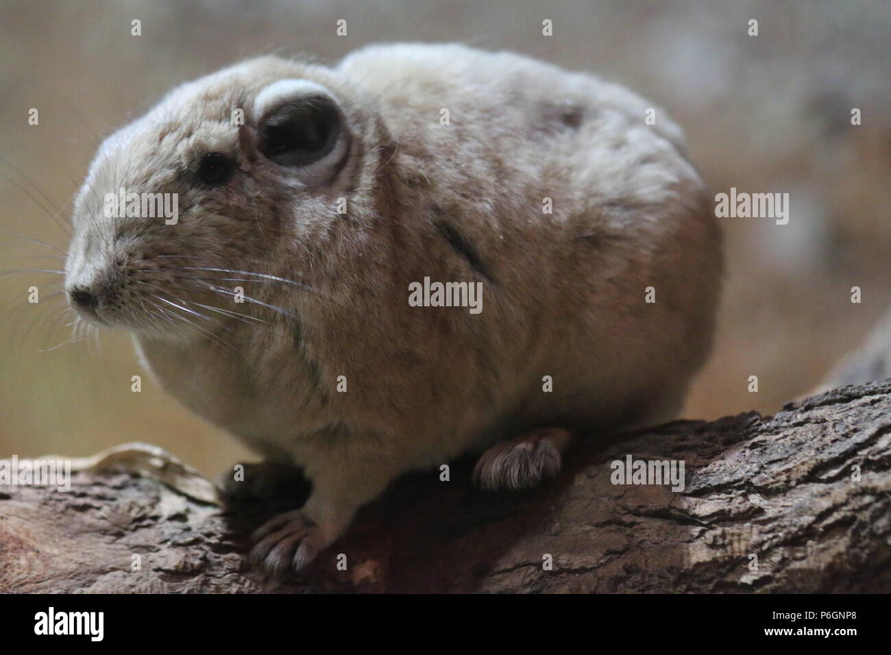 - Ctenodactylus gundi commun gundi Banque D'Images