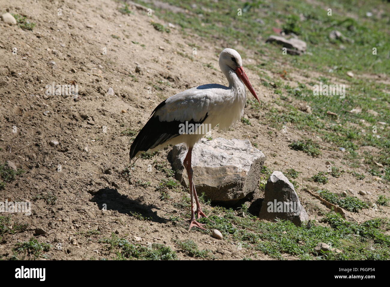 Cigogne Blanche - Ciconia ciconia Banque D'Images