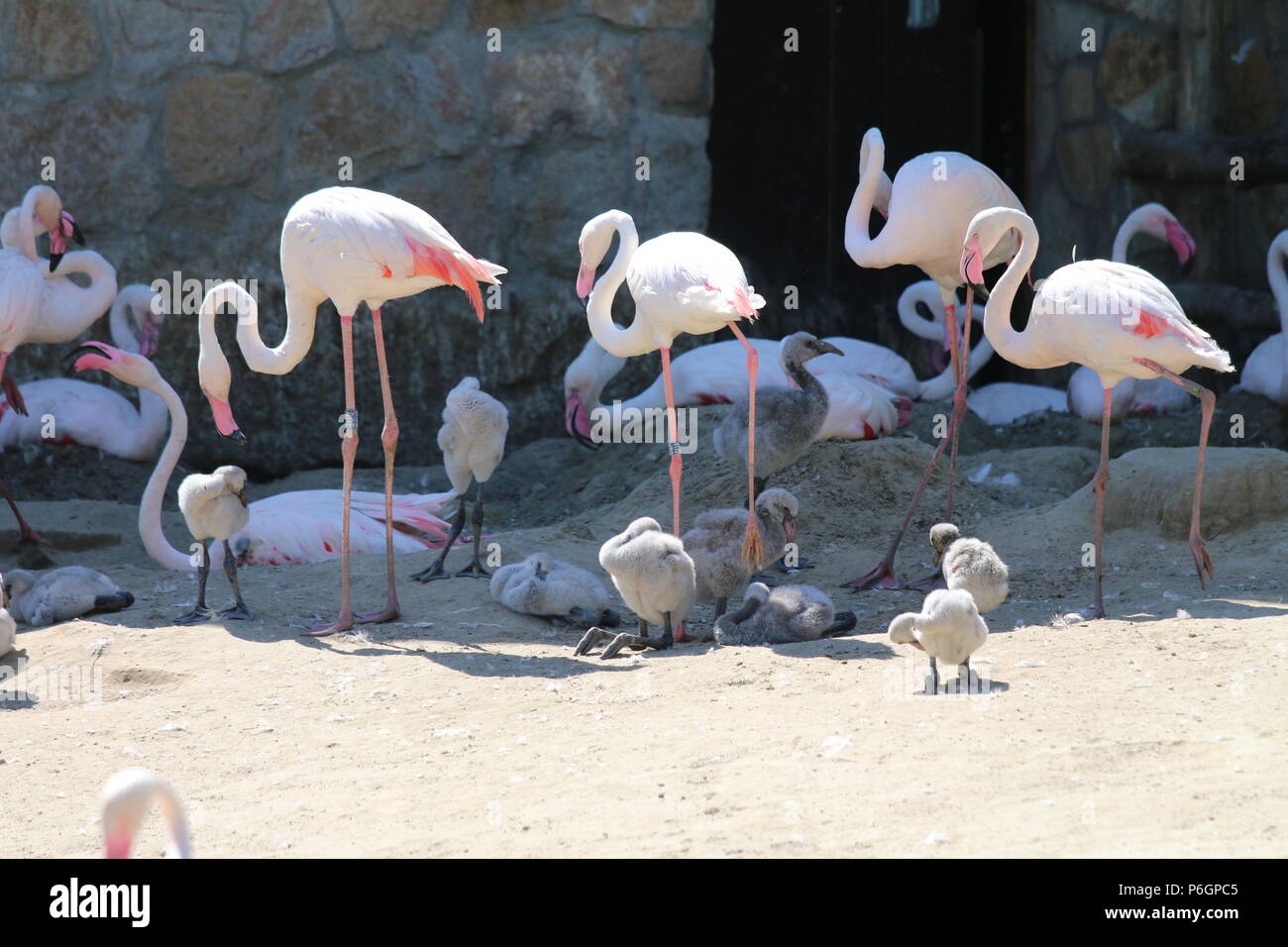 Flamant rose - Phoenicopterus roseus Banque D'Images