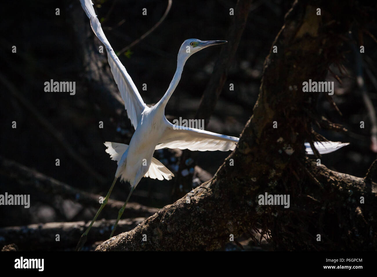 Peu juvénile Héron, Egretta caerulea, dans la forêt de mangrove à côté de Rio Grande, la côte Pacifique, province de Cocle, République du Panama. Banque D'Images