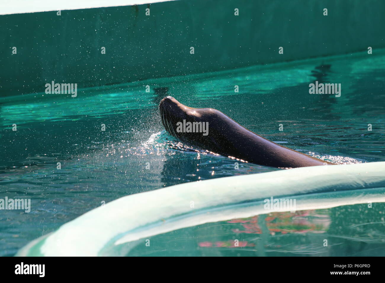 Lion de mer de Californie Zalophus californianus - Banque D'Images