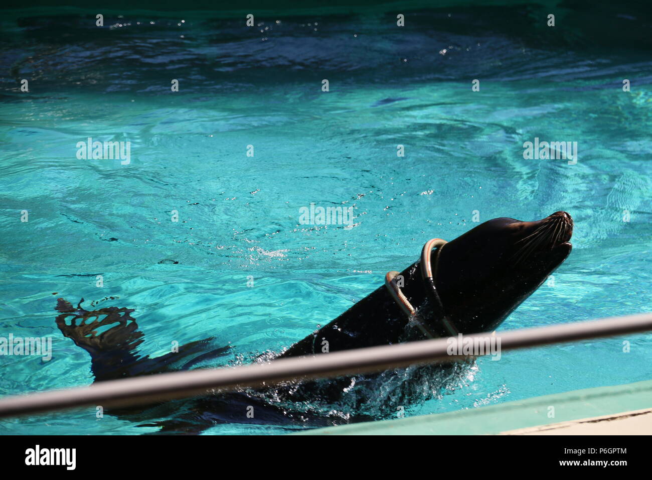 Lion de mer de Californie Zalophus californianus - Banque D'Images