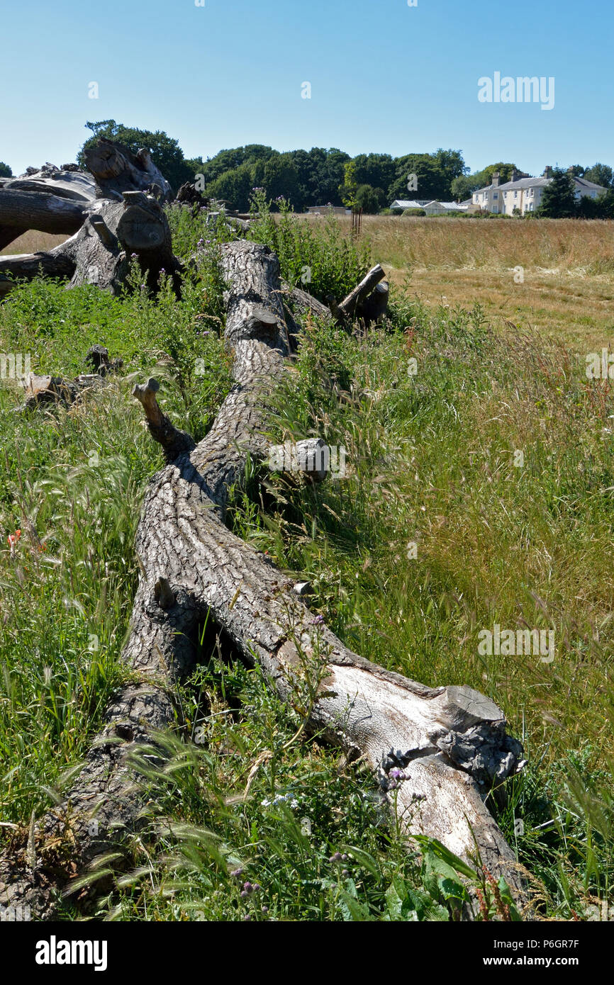 Catton Hall vu de Catton Park, Norwich, Humphry Repton paysage de la première commission. Banque D'Images