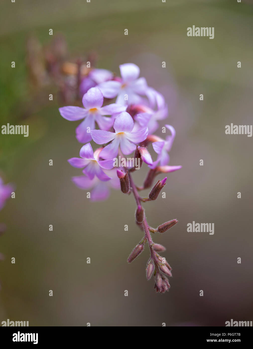 La flore de Gran Canaria - Campylanthus salsoloides, endémique de Canaries, localement appelé romarin mer Banque D'Images