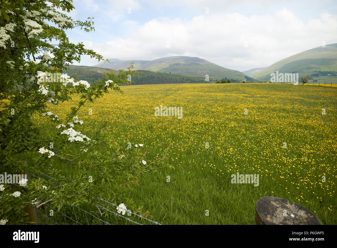 Domaine de renoncules poussant dans les terres agricoles en vertu de la rotation des cultures underskiddaw Keswick Cumbria england uk Banque D'Images