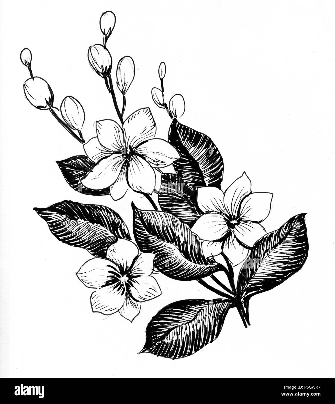 Usine de thé en fleur. Illustration noir et blanc Encre Banque D'Images