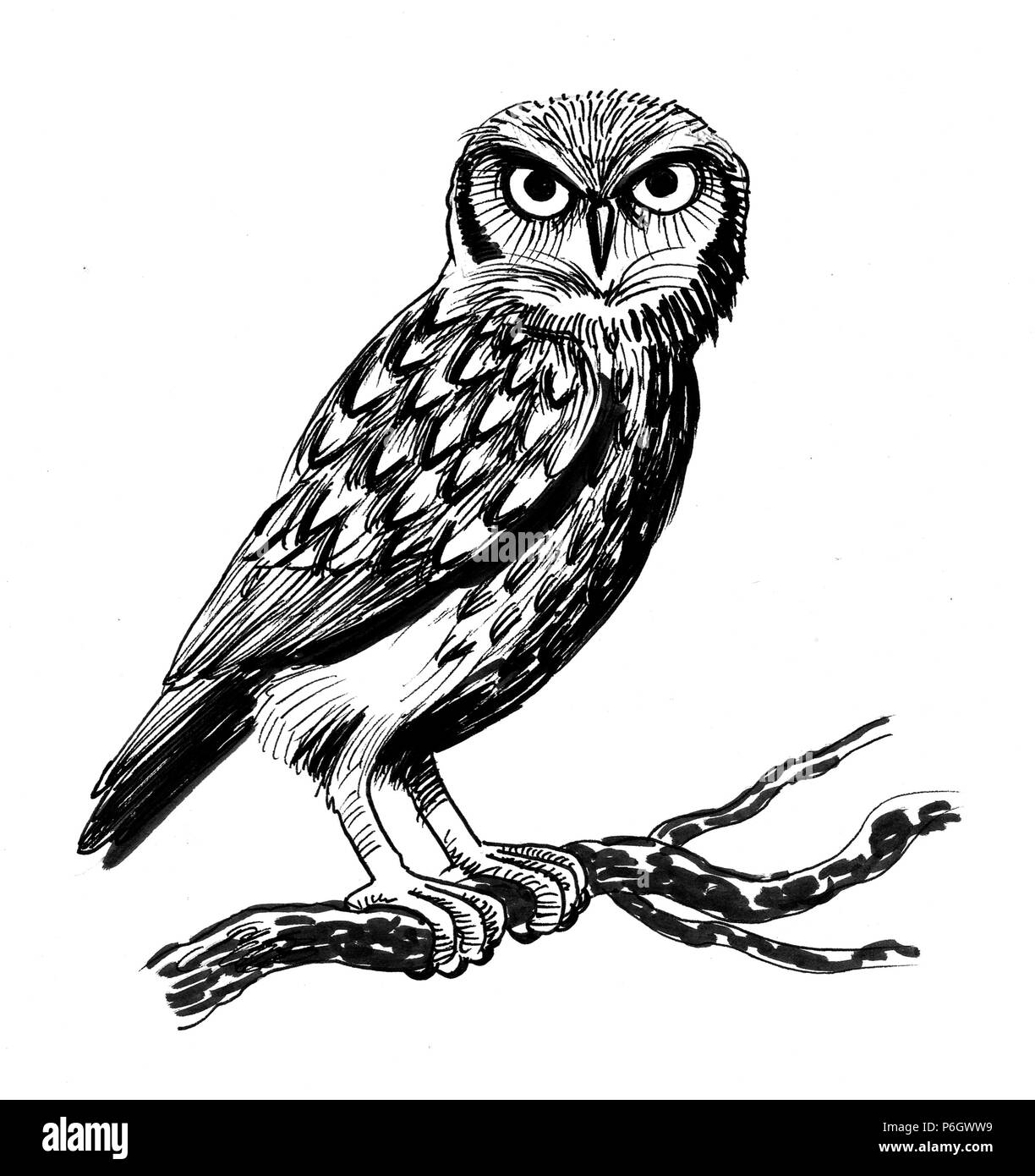 Owl oiseau sur un arbre. Illustration noir et blanc Encre Banque D'Images