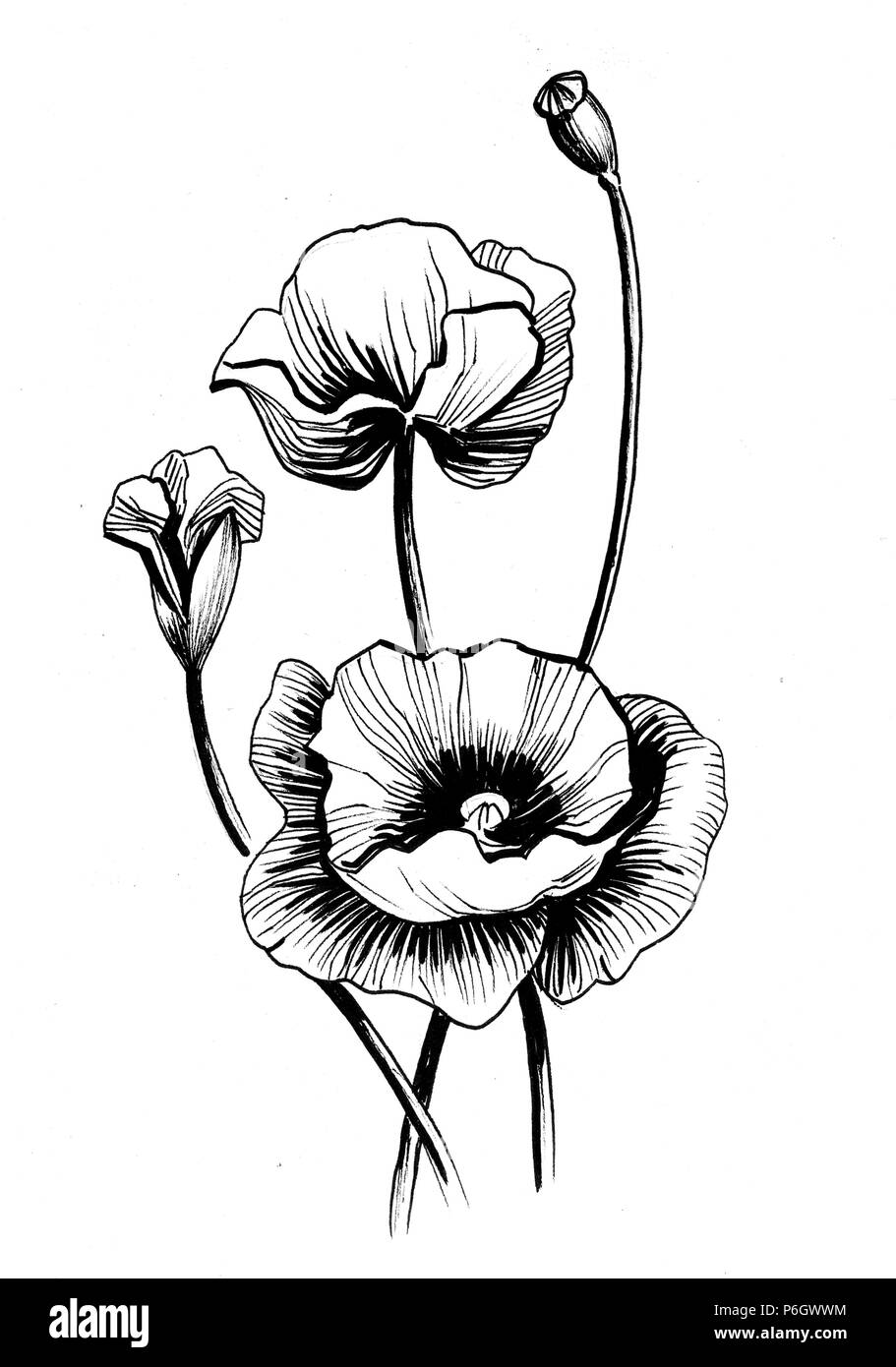 Fleurs de pavot noir et blanc Encre. illustration Banque D'Images