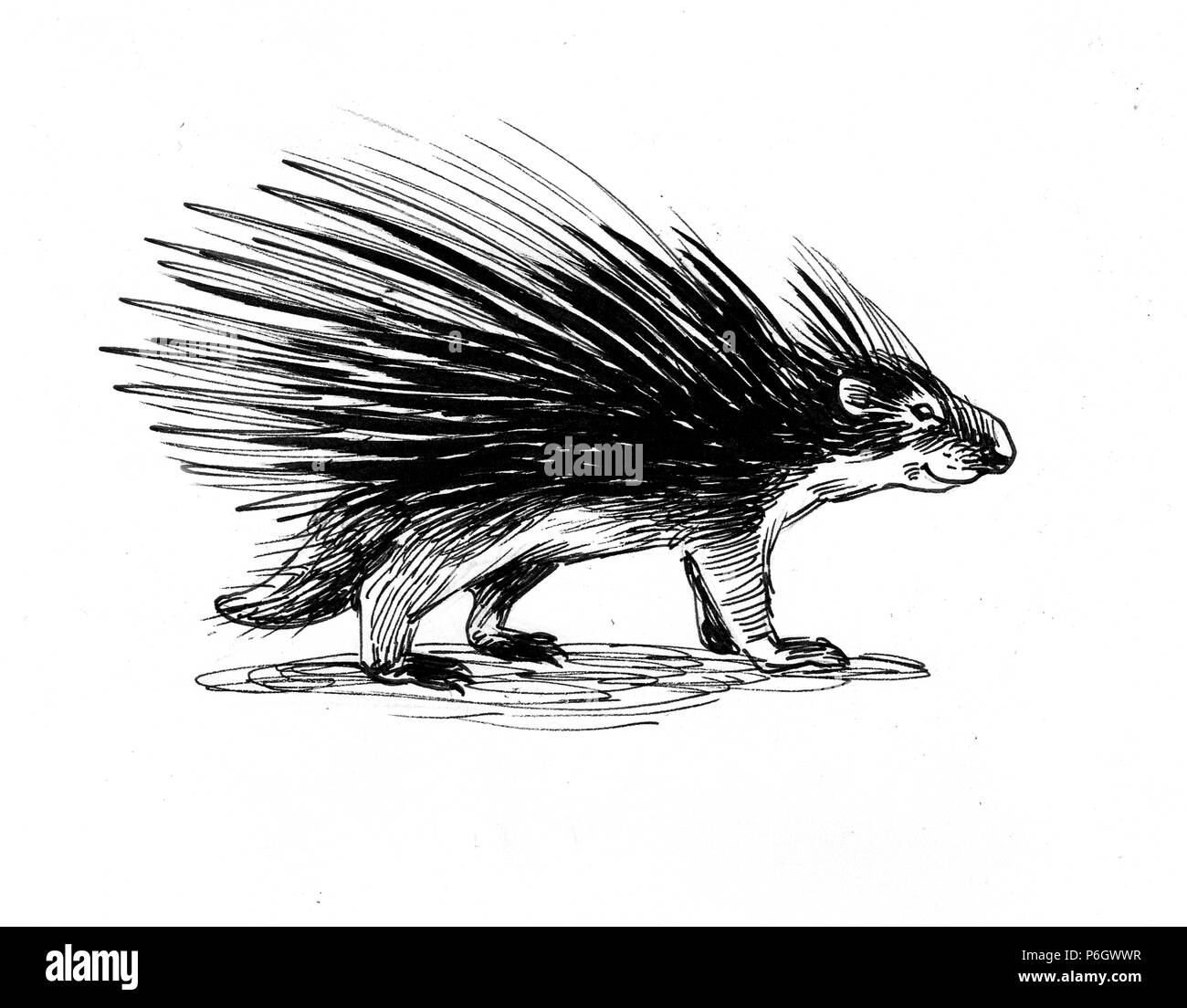Animal Porcupine. Illustration noir et blanc Encre Banque D'Images