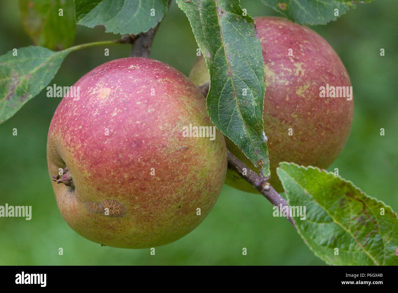 Tydeman's la fin de l'Orange. Dessert apple. Fruits mûrs sur un arbre dans un verger bio à Bristol. Banque D'Images