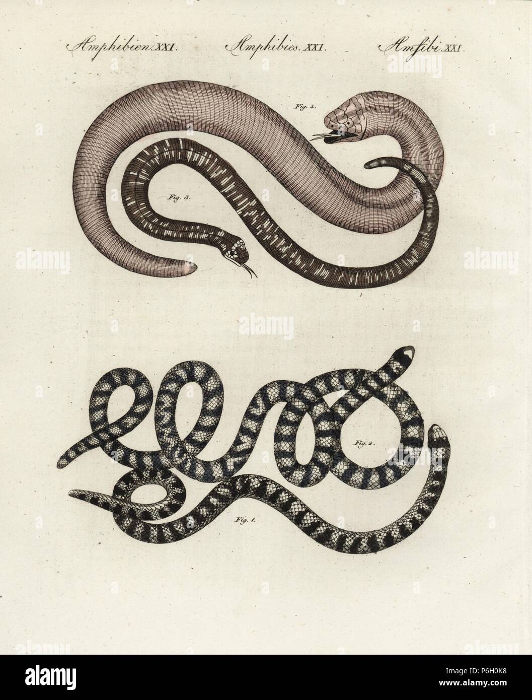 Faux coral snake, Anilius scytale 1,2, tachetés, Amphisbaena fuliginosa lézard ver 3 ver rouge et lézard, Amphisbaena alba 4. Coloriée à la gravure sur cuivre de Bertuch's 'Bilderbuch fur Kinder" (Livre d'images pour les enfants), Weimar, 1805. Johann Friedrich Bertuch (1747-1822) était un éditeur allemand et l'homme des arts le plus célèbre pour son encyclopédie 12 volumes pour les enfants illustrés de 1 200 plaques gravées sur l'histoire naturelle, de la science, le costume, la mythologie, etc., publiés à partir de 1790-1830. Banque D'Images