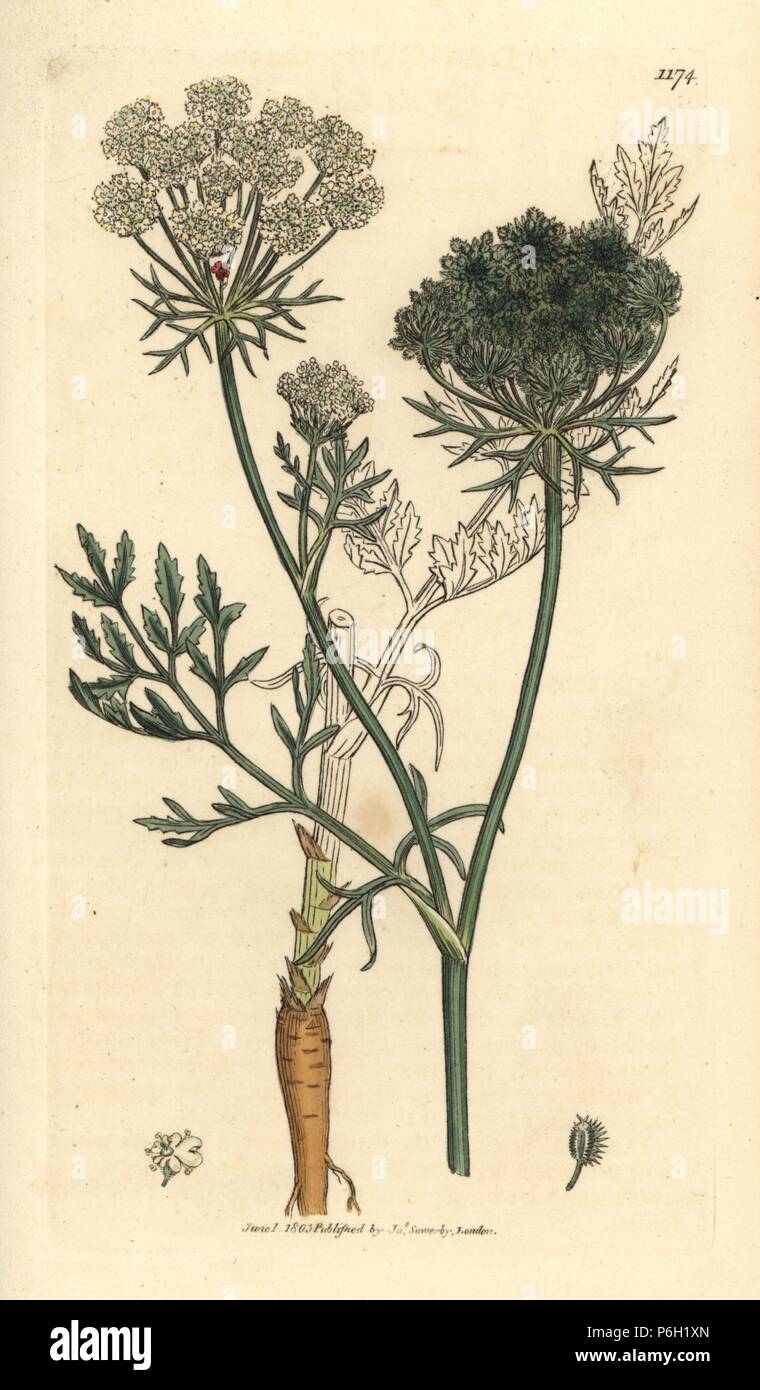 La carotte sauvage, Daucus carota. Coloriée à la gravure sur cuivre d'après un dessin de James Sowerby pour James Smith's English botanique, 1803. Banque D'Images