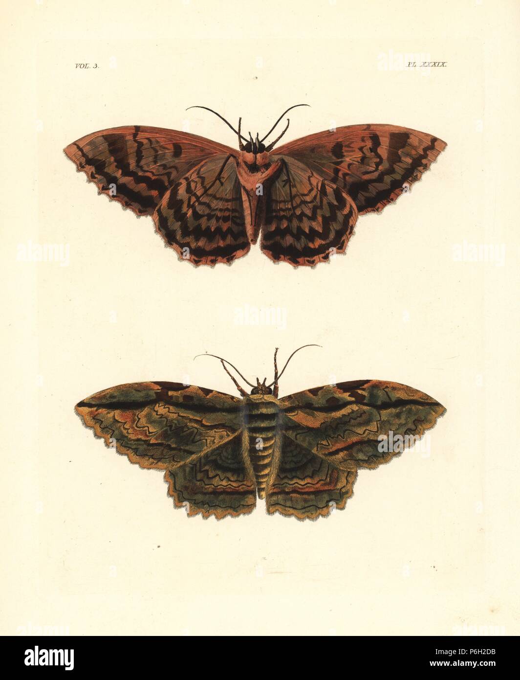 Espèce d'Owl, Thysania zenobia. Lithographie coloriée de John O. Westwood's nouvelle édition de Dru Drury's 'Illustrations d'Entomologie, exotiques' Bohn, Londres, 1837. Banque D'Images