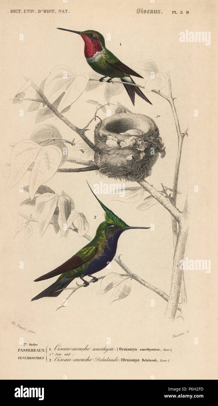 Woodstar Calliphlox amethystina, améthyste, et plovercrest Stephanoxis lalandi,. Gravure coloriée par Fournier après une illustration par Edouard Travies de Charles d'Orbigny, Dictionnaire Universel d'Histoire Naturelle (Dictionnaire d'Histoire Naturelle), Paris, 1849. Banque D'Images