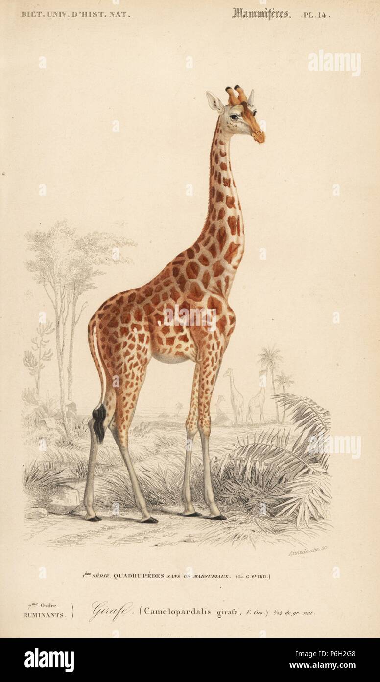 Girafe, Giraffa camelopardalis. Gravure coloriée par Annedouche de Charles d'Orbigny, Dictionnaire Universel d'Histoire Naturelle (Dictionnaire d'Histoire Naturelle), Paris, 1849. Banque D'Images