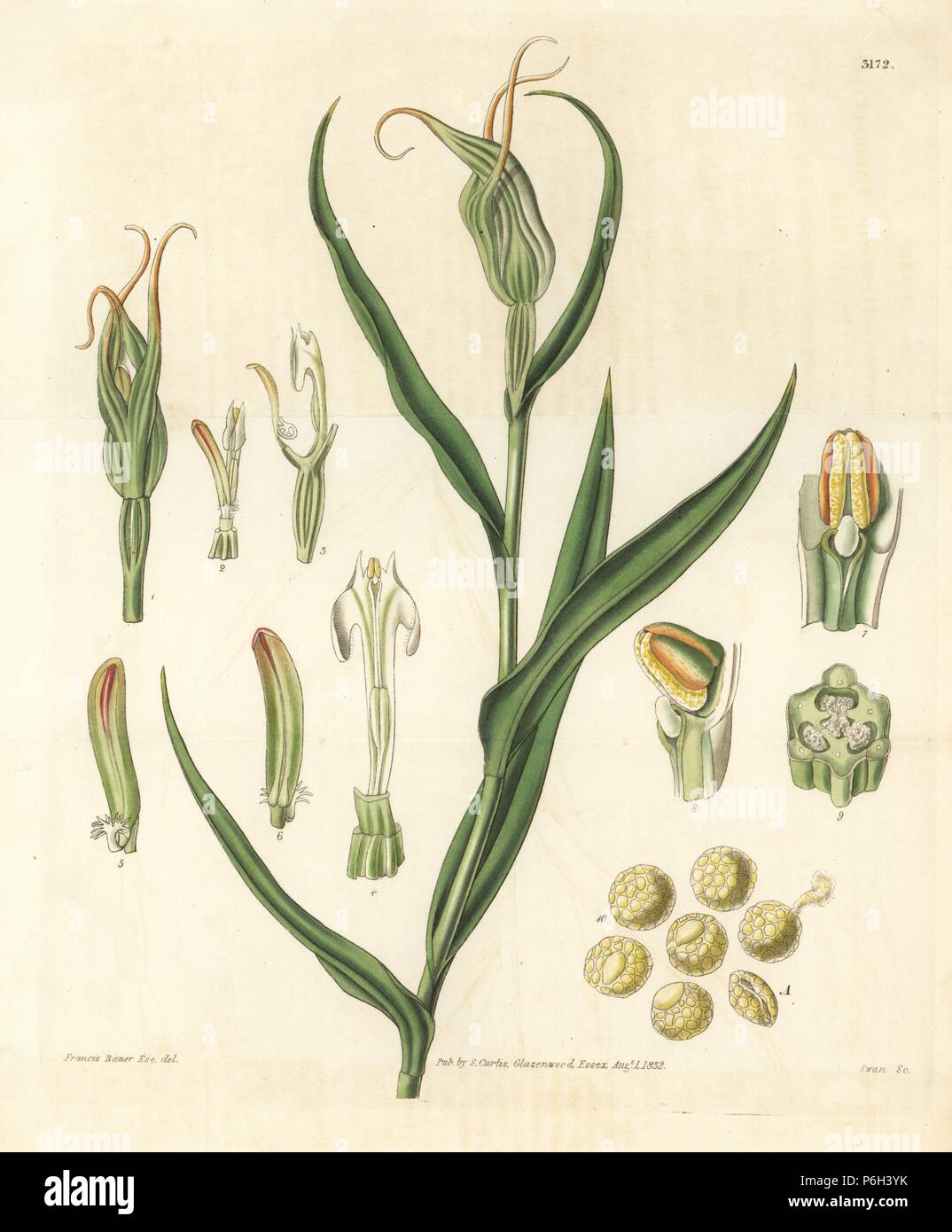 Greenhood ou tutukiwi orchid, Pterostylis banksii (grandes feuilles) pterostylis Pterostylis Banksii, originaire de Nouvelle-Zélande. La gravure sur cuivre coloriée par Swan après une illustration par Francis Bauer de Samuel Curtis' 'Botanical Magazine, Londres, 1832. Banque D'Images