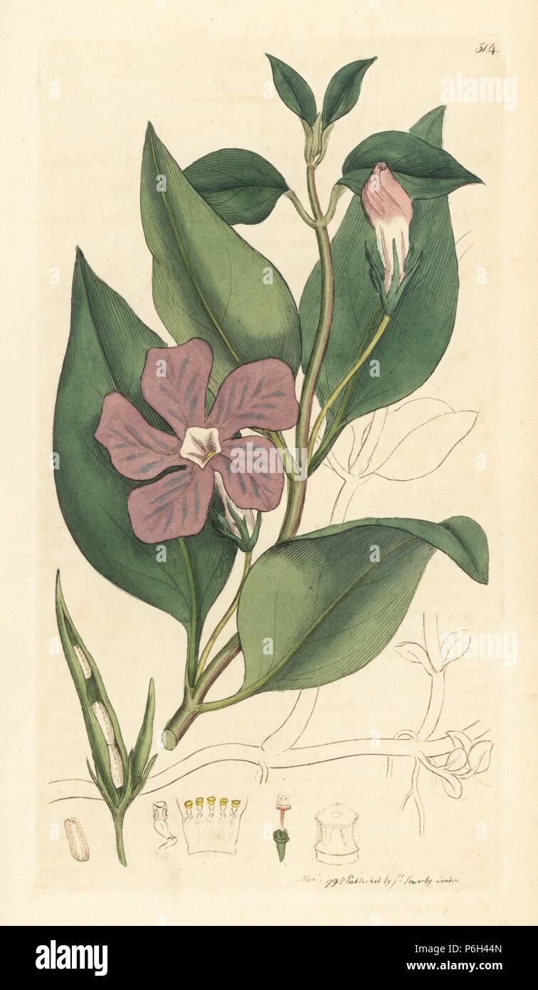 Une plus grande pervenche, Vinca major. Coloriée à la gravure sur cuivre d'après un dessin de James Sowerby pour James Smith's English botanique, 1797. Banque D'Images