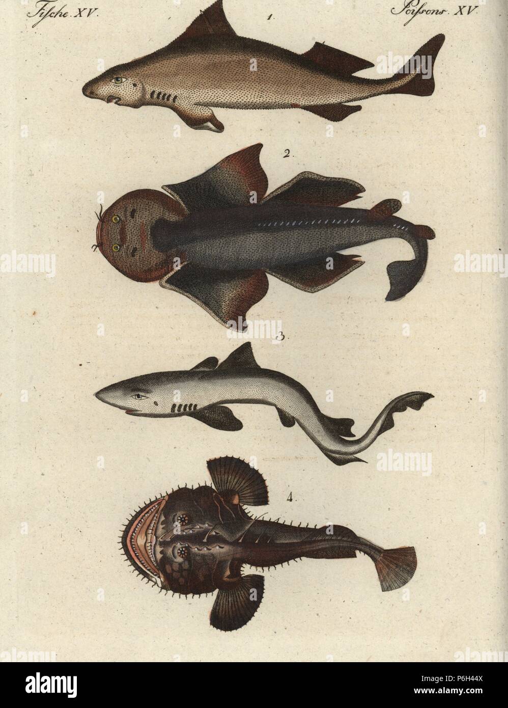 Rugueux, anguleux de requins Oxynotus centrina 1 (vulnérable), l'ange, Squatina squatina 2 (critique d'extinction), tope, Galeorhinus galeus 3 (vulnérable), et ou pêcheur, lotte Lophius piscatorius. Coloriée à la gravure sur cuivre de Johann Friedrich de Bertuch Bilderbuch fur Kinder (Livre d'images pour les enfants), Weimar, 1795. Banque D'Images