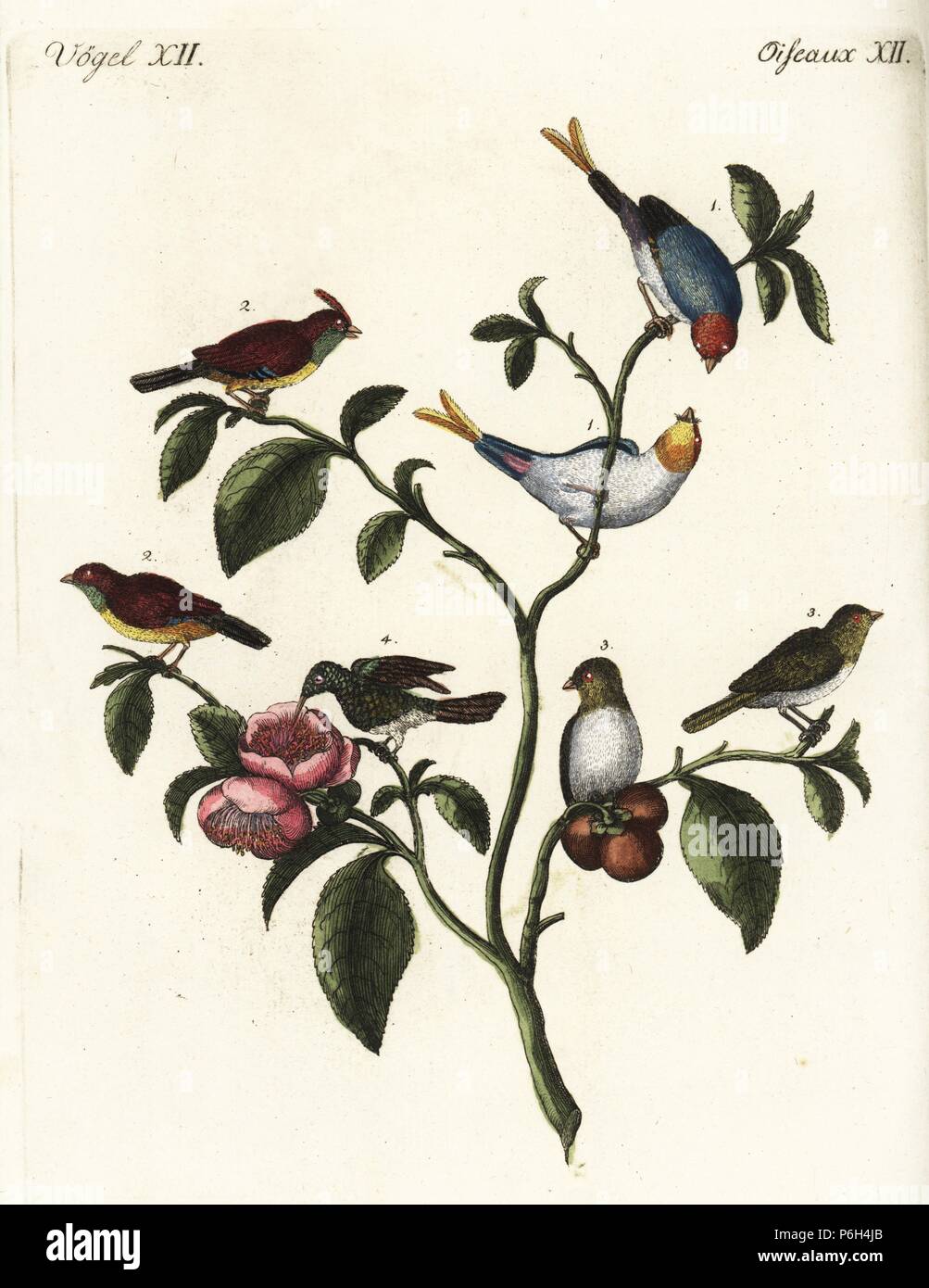 Les bruants nains chinois 1,2,3 et verveine hummingbird, Mellisuga minima 4, sur un théier, Camellia sinensis. Coloriée à la gravure sur cuivre de Johann Friedrich de Bertuch Bilderbuch fur Kinder (Livre d'images pour les enfants), Weimar, 1792. Banque D'Images