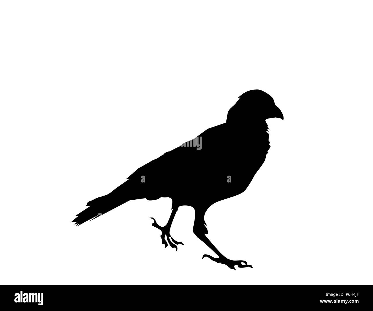 Oiseaux corbeau silhouette noire sur fond blanc, vector, eps 10 Banque D'Images