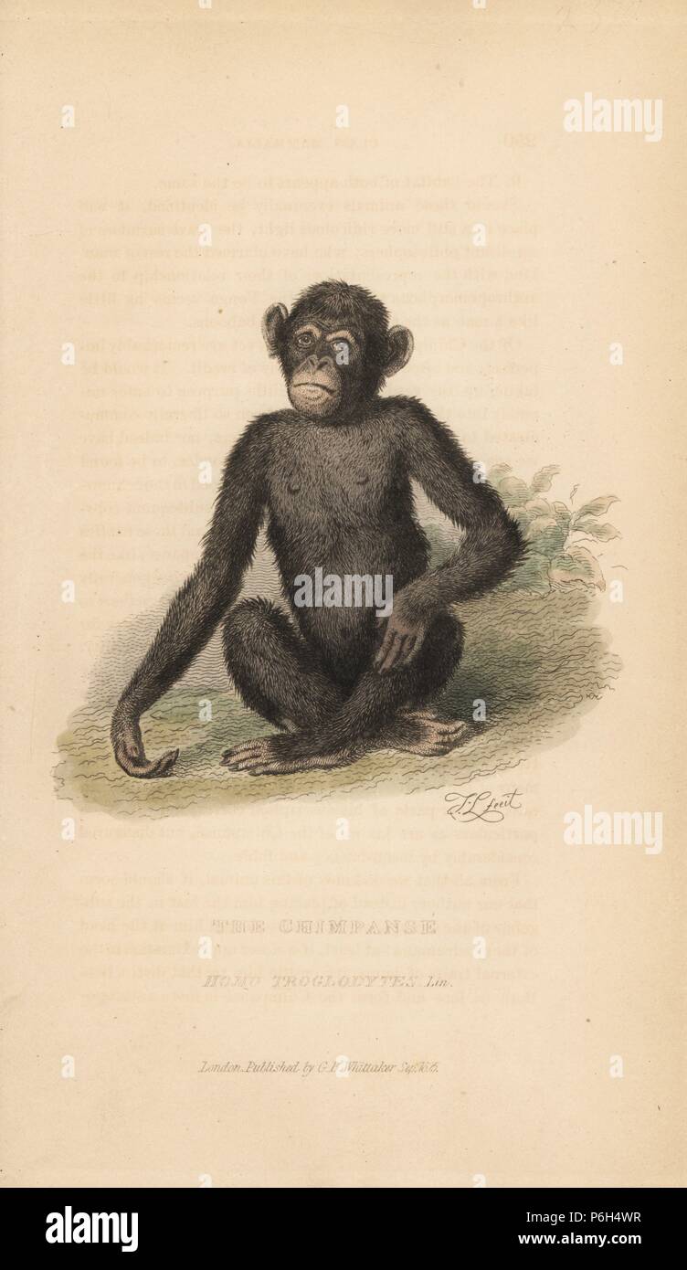 Le chimpanzé commun, Pan troglodytes. En voie de disparition. (Chimpanzé, Homo troglodytes.) dessiné et gravé par Thomas Landseer. Coloriée à la gravure sur cuivre de Edward Griffith le royaume animal par le Baron Cuvier, Londres, Whittaker, 1825. Banque D'Images