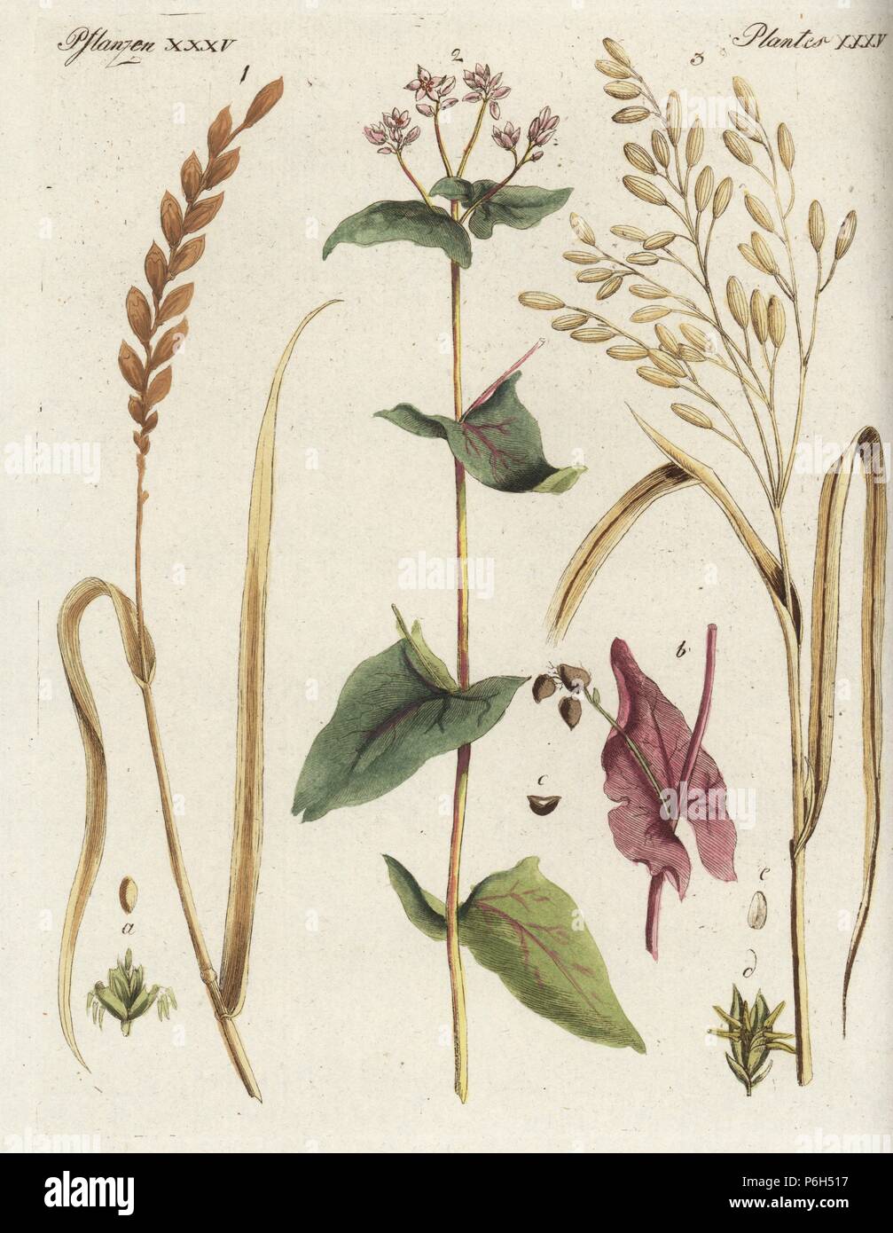 Les céréales et grains : épeautre ou dinkled blé, Triticum spelta 1, sarrasin, Fagopyrum esculentum 2, et le riz, Oryza sativa 3. Coloriée à la gravure sur cuivre de Johann Friedrich de Bertuch Bilderbuch fur Kinder (Livre d'images pour les enfants), Weimar, 1795. Banque D'Images