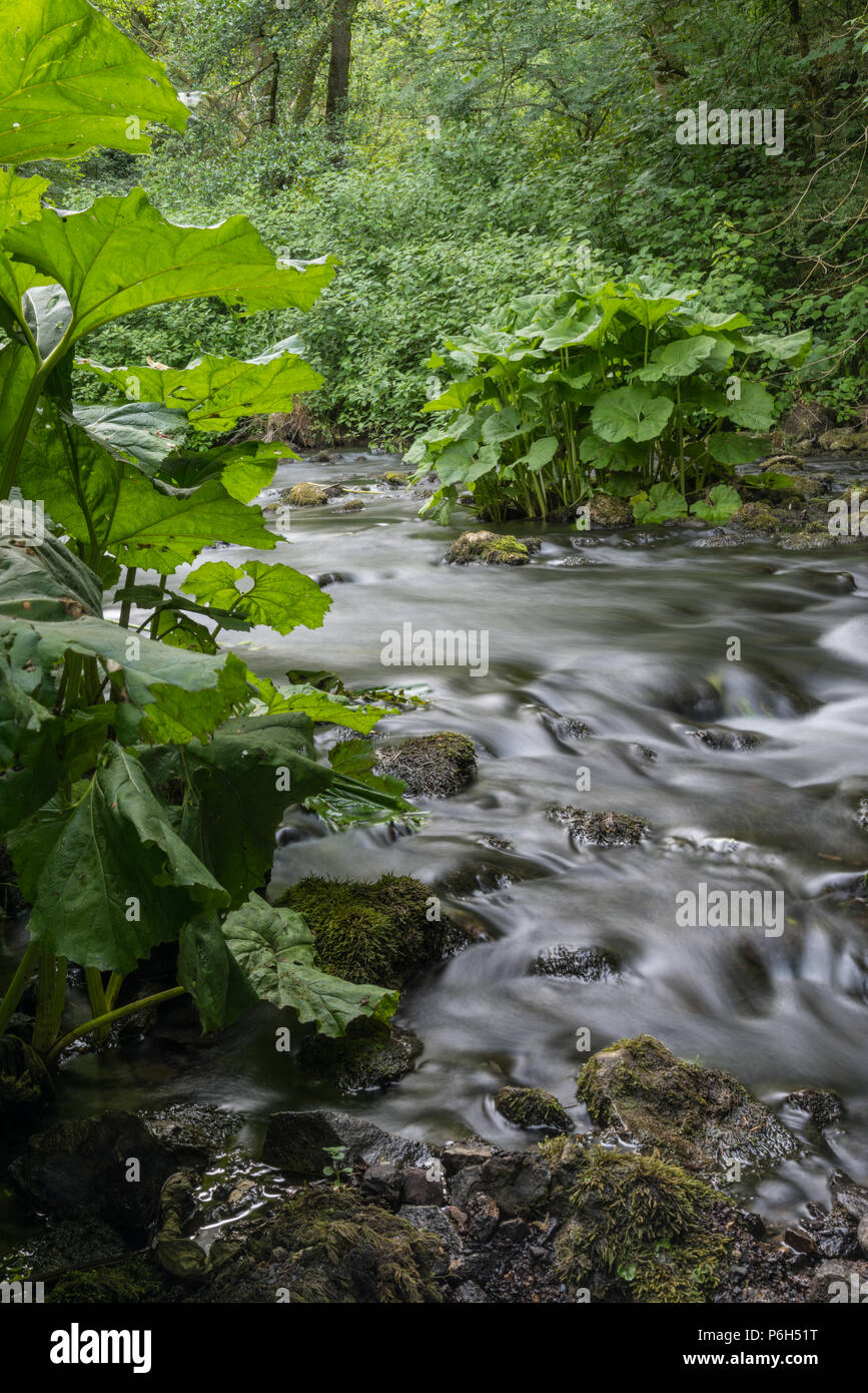 La rivière qui coule doucement Dove un soir d'été dans le quartier calme de Beresford gorge calcaire Dale dans le Derbyshire Peak District en Angleterre, Royaume-Uni Banque D'Images