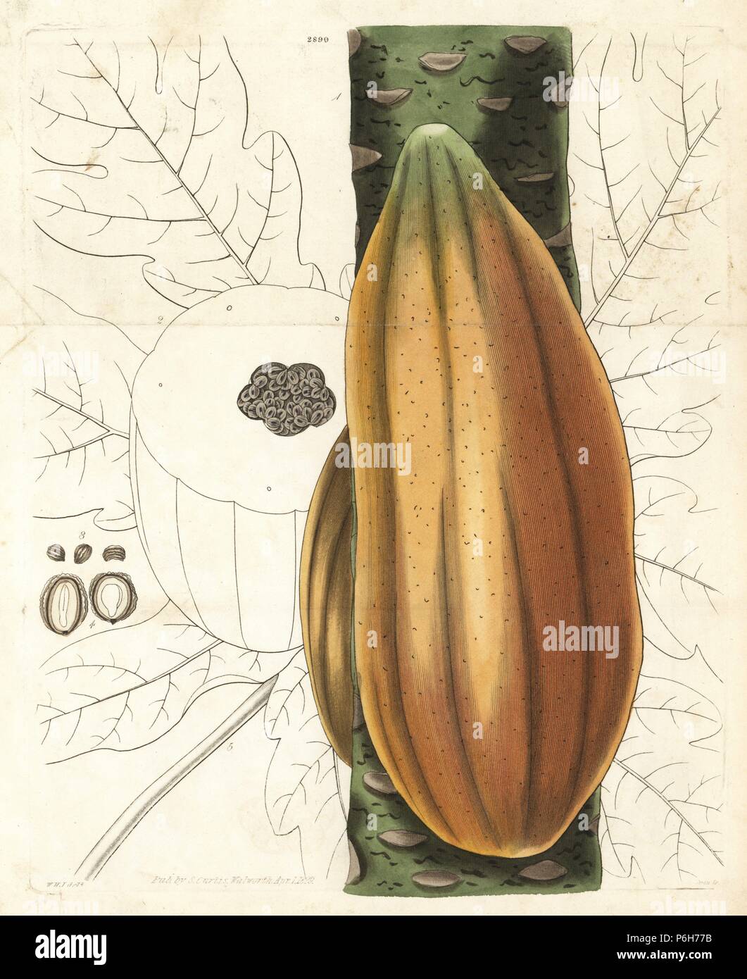 Ou papayes papayer, papaye Carica, fruits sur bough et section à travers les fruits. La gravure sur cuivre coloriée par Swan après une illustration par William Jackson Hooker de Samuel Curtis's Botanical Magazine ', Londres, 1829. Banque D'Images
