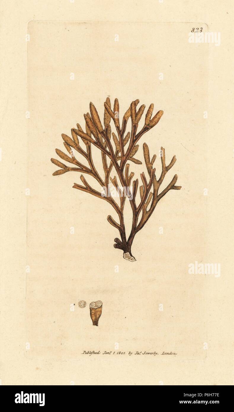 Pelvetia canaliculata canalisés, fucus (Fucus canaliculatus). Coloriée à la gravure sur cuivre d'après un dessin de James Sowerby pour James Smith's English botanique, 1801. Banque D'Images