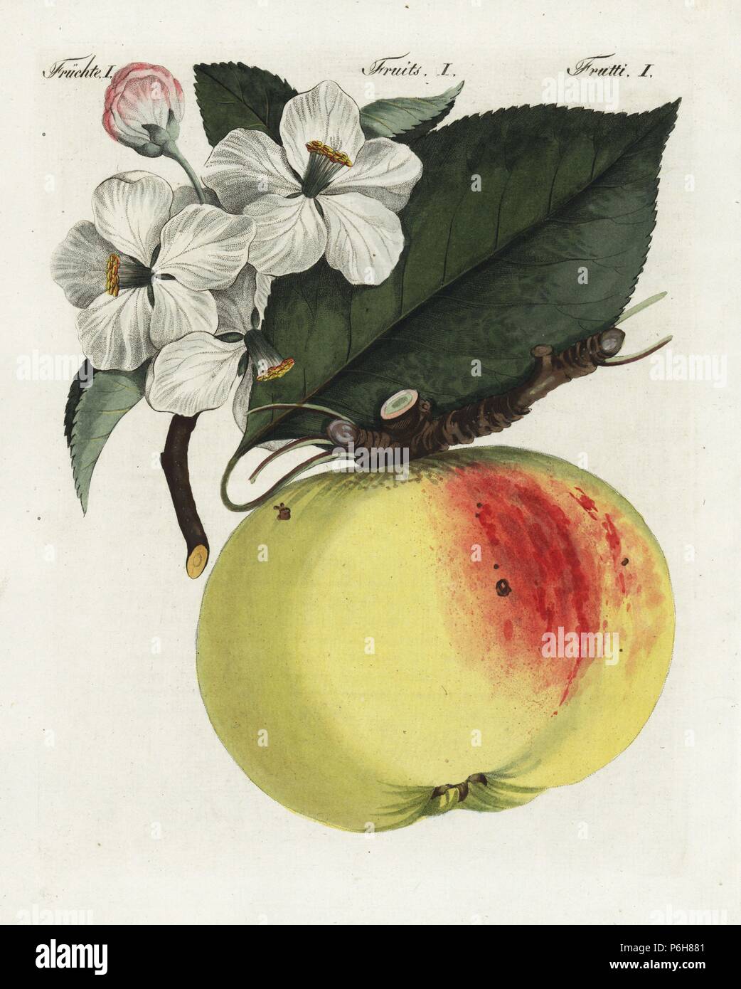 Apple Blossom, Géant, feuilles et fruits, Malus domestica. Coloriée à la  gravure sur cuivre de Bertuch's 'Bilderbuch fur Kinder" (Livre d'images  pour les enfants), Weimar, 1805. Johann Friedrich Bertuch (1747-1822) était  un