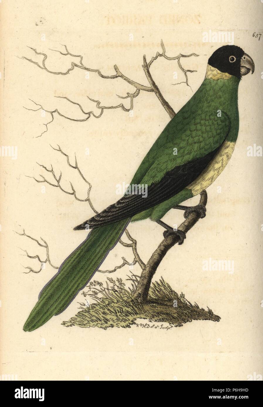 Port Lincoln, à collier Barnadius zonarius (zoné, Parrot Psittacus zonarius). Illustration dessiné et gravé par Richard Nodder Sciences. Coloriée à la gravure sur cuivre de George Shaw et Frederick Nodder's Le Naturalist's Miscellany, Londres, 1804. Banque D'Images