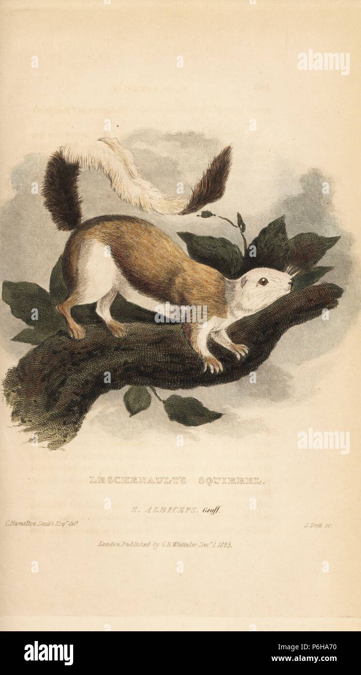 Écureuil géant noir ou écureuil géant malais, Ratufa bicolor. (L'écureuil Leschenault, Sciurus albiceps). Coloriée à la gravure sur cuivre par J. Scott après une illustration par Charles Hamilton Smith, de Edward Griffith le royaume animal par le Baron Cuvier, Londres, Whittaker, 1825. Banque D'Images