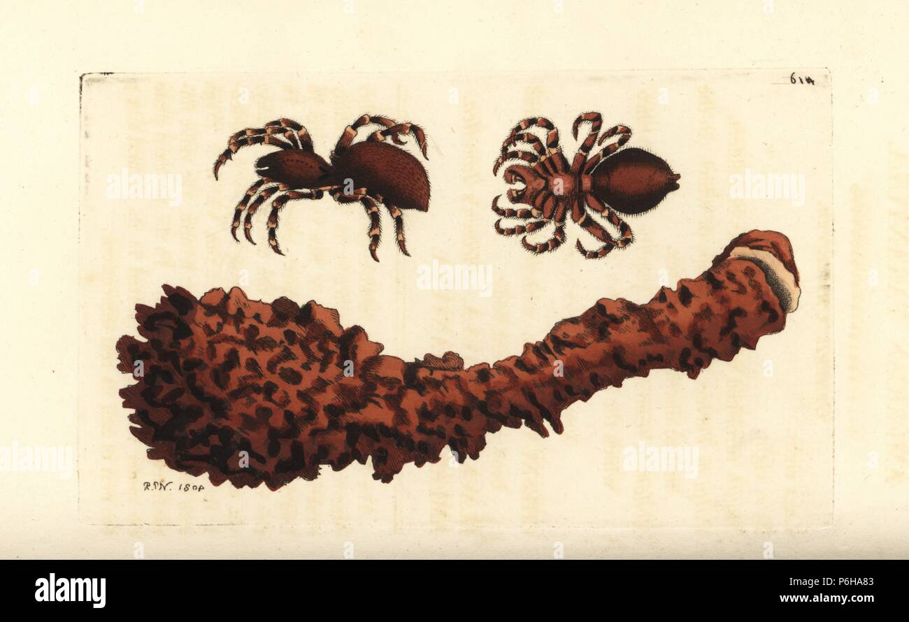 Araignée crabe géant, Heteropoda venatoria (American tarantula spider, Aranea venatoria) et nichent avec trappe. Illustration dessiné et gravé par Richard Nodder Sciences. Coloriée à la gravure sur cuivre de George Shaw et Frederick Nodder's Le Naturalist's Miscellany, Londres, 1803. Banque D'Images