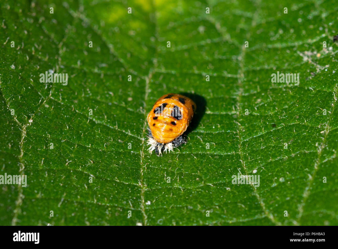 Larve De Coccinelle Arlequin Banque d'image et photos - Alamy