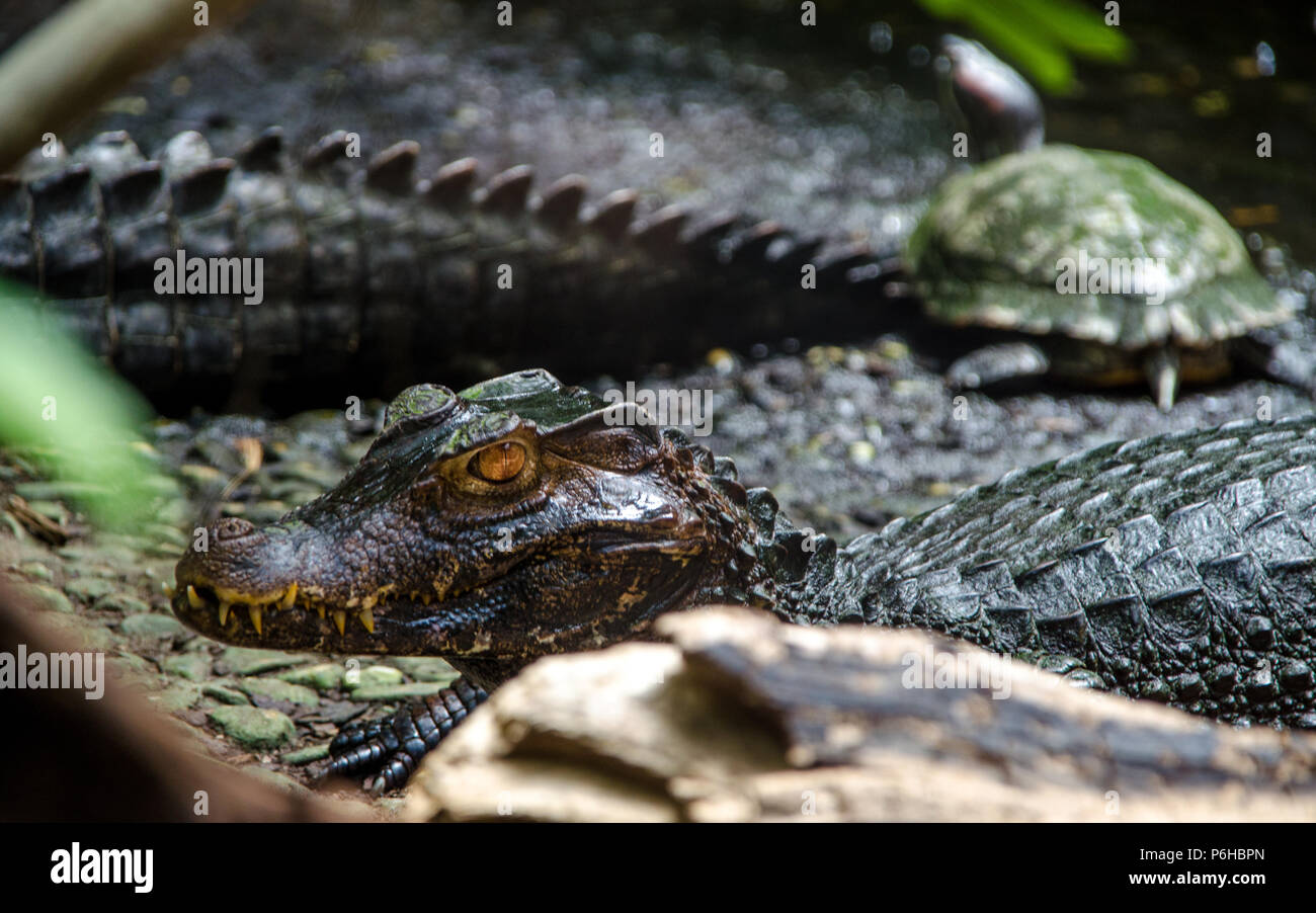 Crocodile Banque D'Images