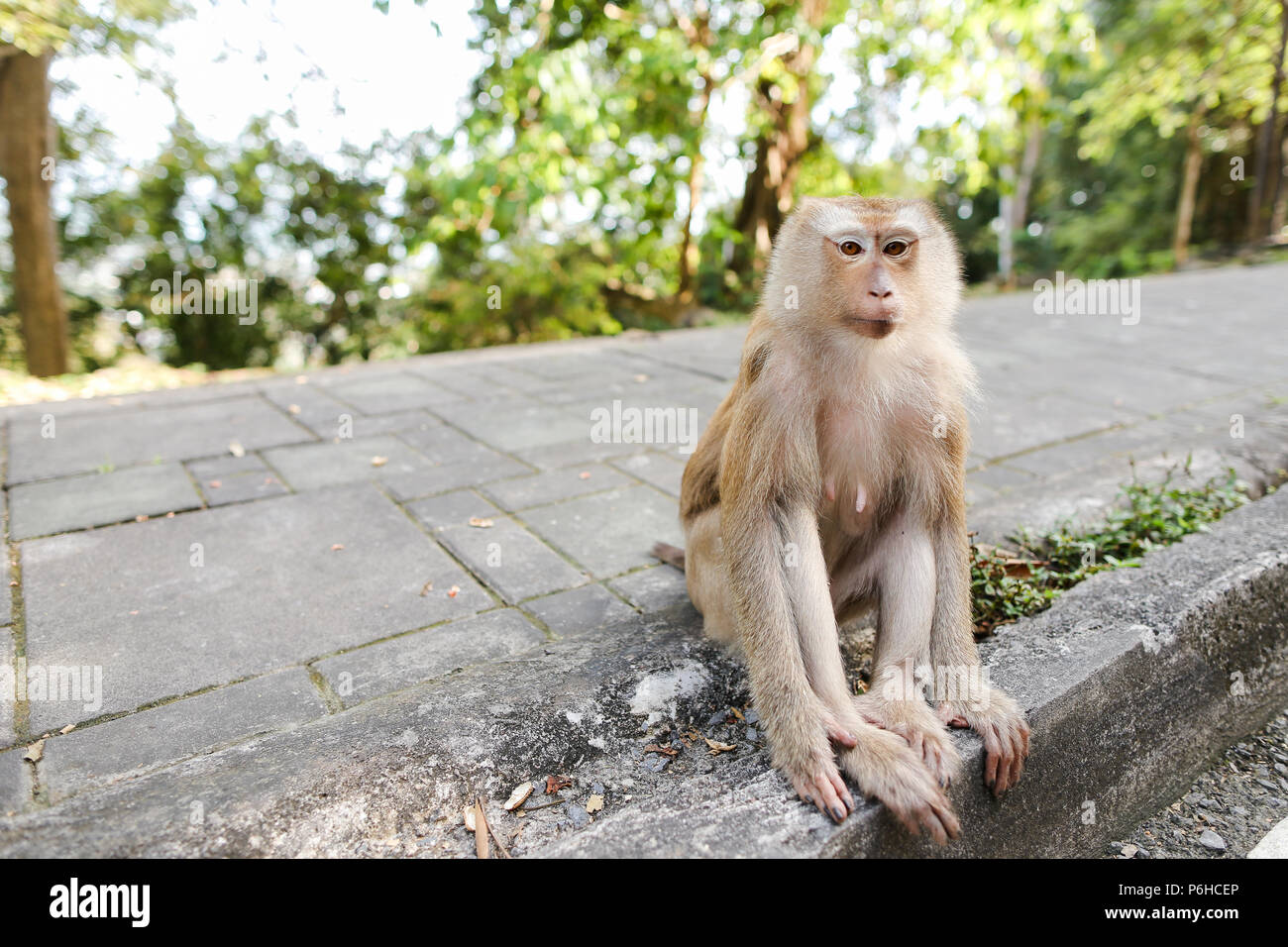 Peu cute macaco assis sur la route en Inde. Banque D'Images