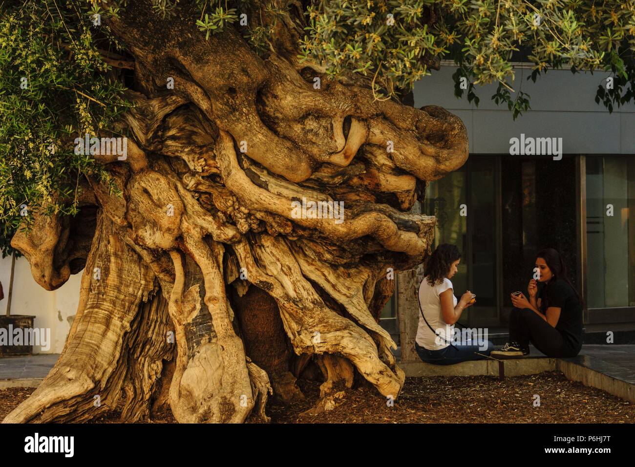 Olivo de Cort, Olea europaea var. Europaea, Palma,mallorca, Islas Baleares, Espagne, Europa. Banque D'Images
