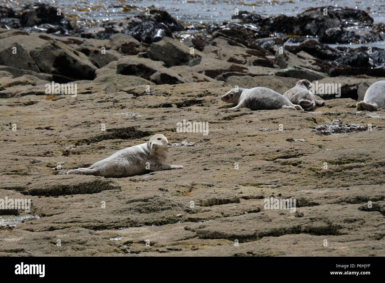 La colonie de phoques à Ravenscar peut être atteint en prenant les pentes à pied en bas de la falaise face à ce site. Banque D'Images