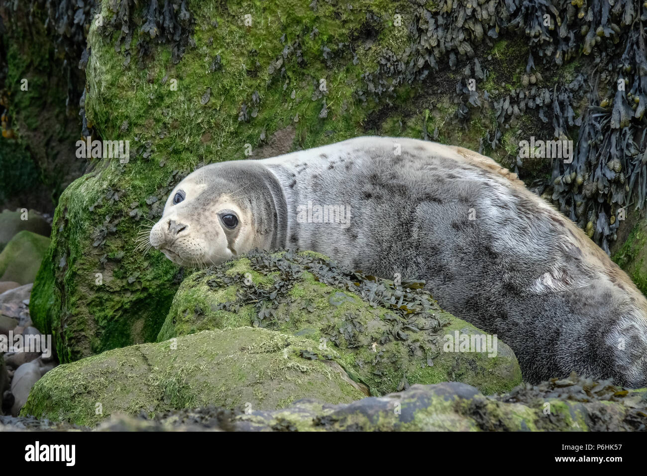 La colonie de phoques à Ravenscar peut être atteint en prenant les pentes à pied en bas de la falaise face à ce site. Banque D'Images