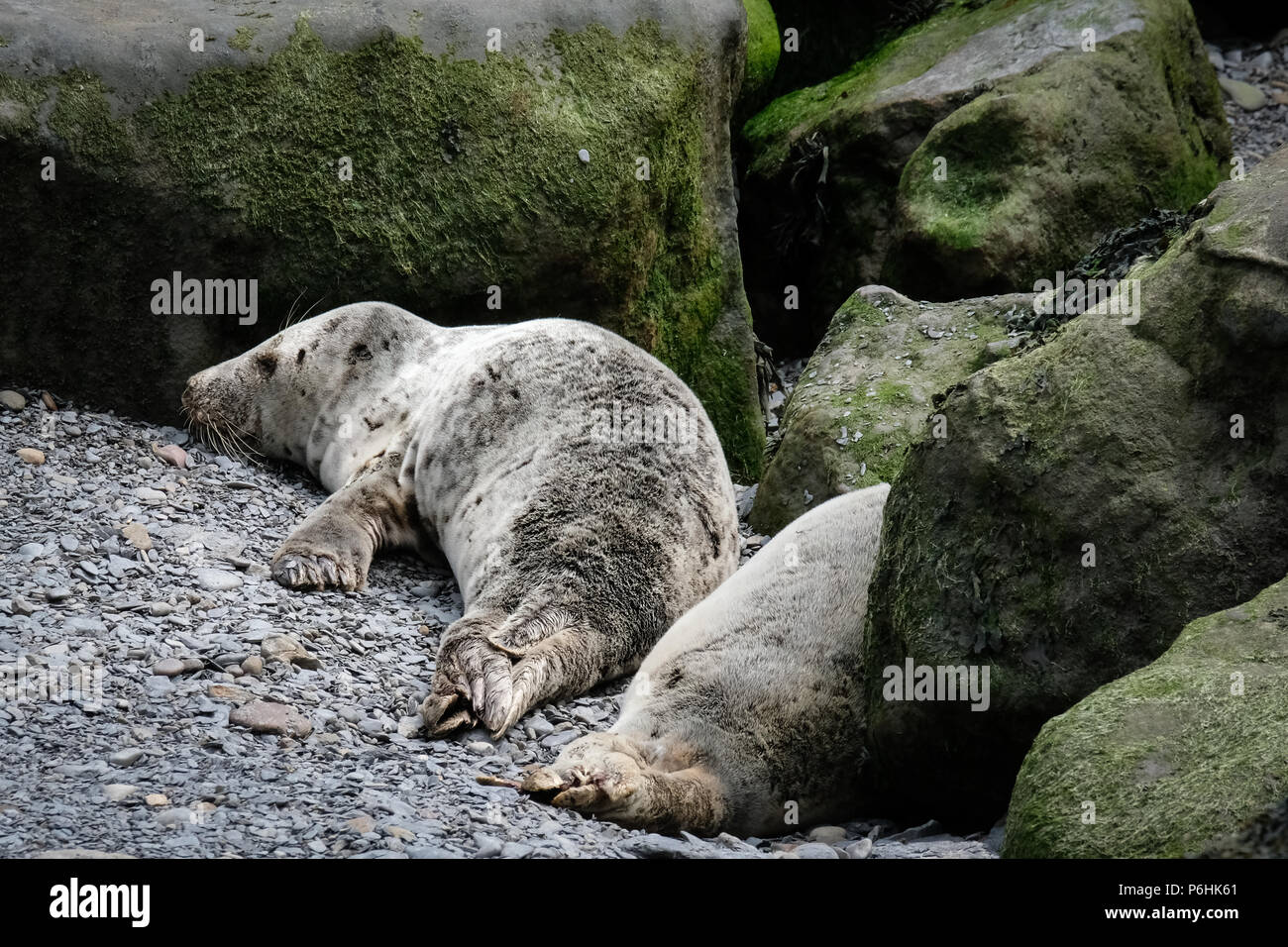 La colonie de phoques à Ravenscar peut être atteint en prenant les pentes à pied en bas de la falaise face à ce site. Banque D'Images