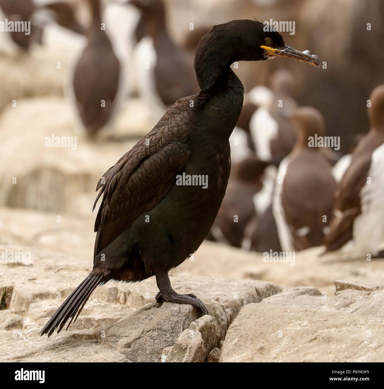 Shag (Phalacrocorax aristotelis) Banque D'Images